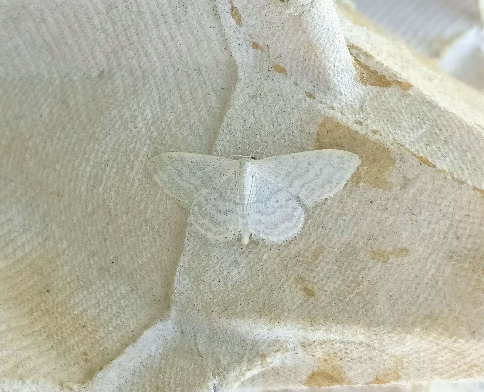 Imagem de Idaea subsericeata Haworth 1809