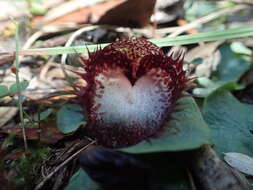 Image of Bristly helmet orchid