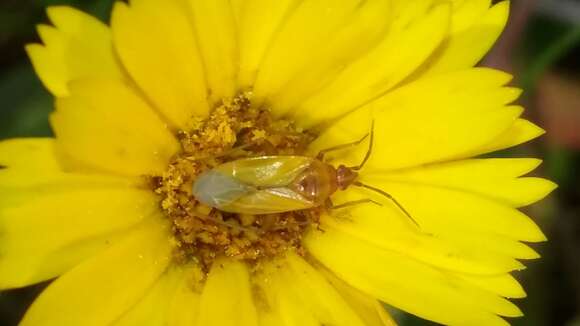 Image of Macrotylus nigricornis Fieber 1864