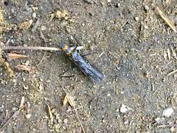 Image of Midwestern Salmonfly