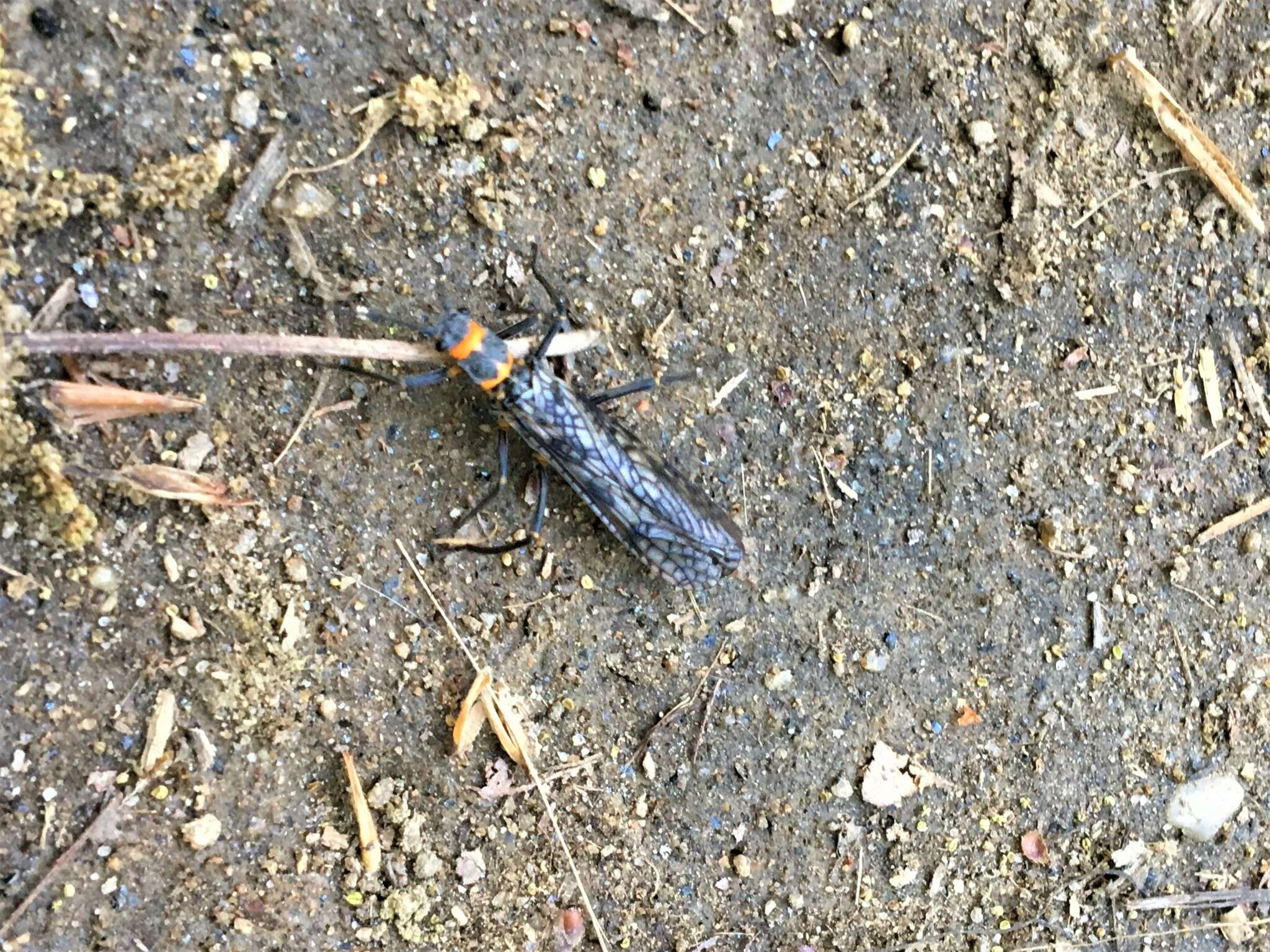 Image of Midwestern Salmonfly