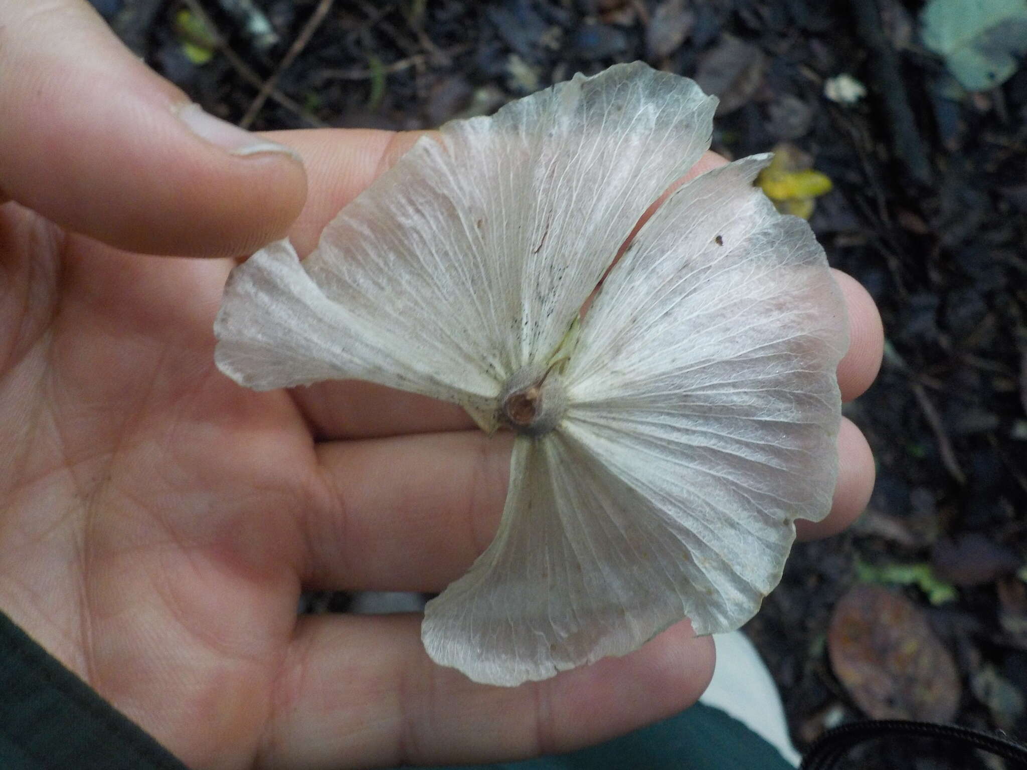 Image of Adelphia macrophylla (Rusby) W. R. Anderson