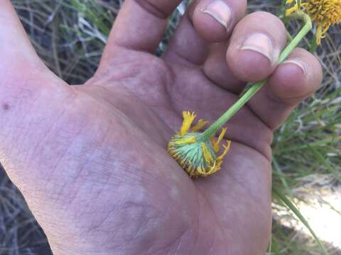 Image de Hymenoxys bigelovii (A. Gray) K. F. Parker