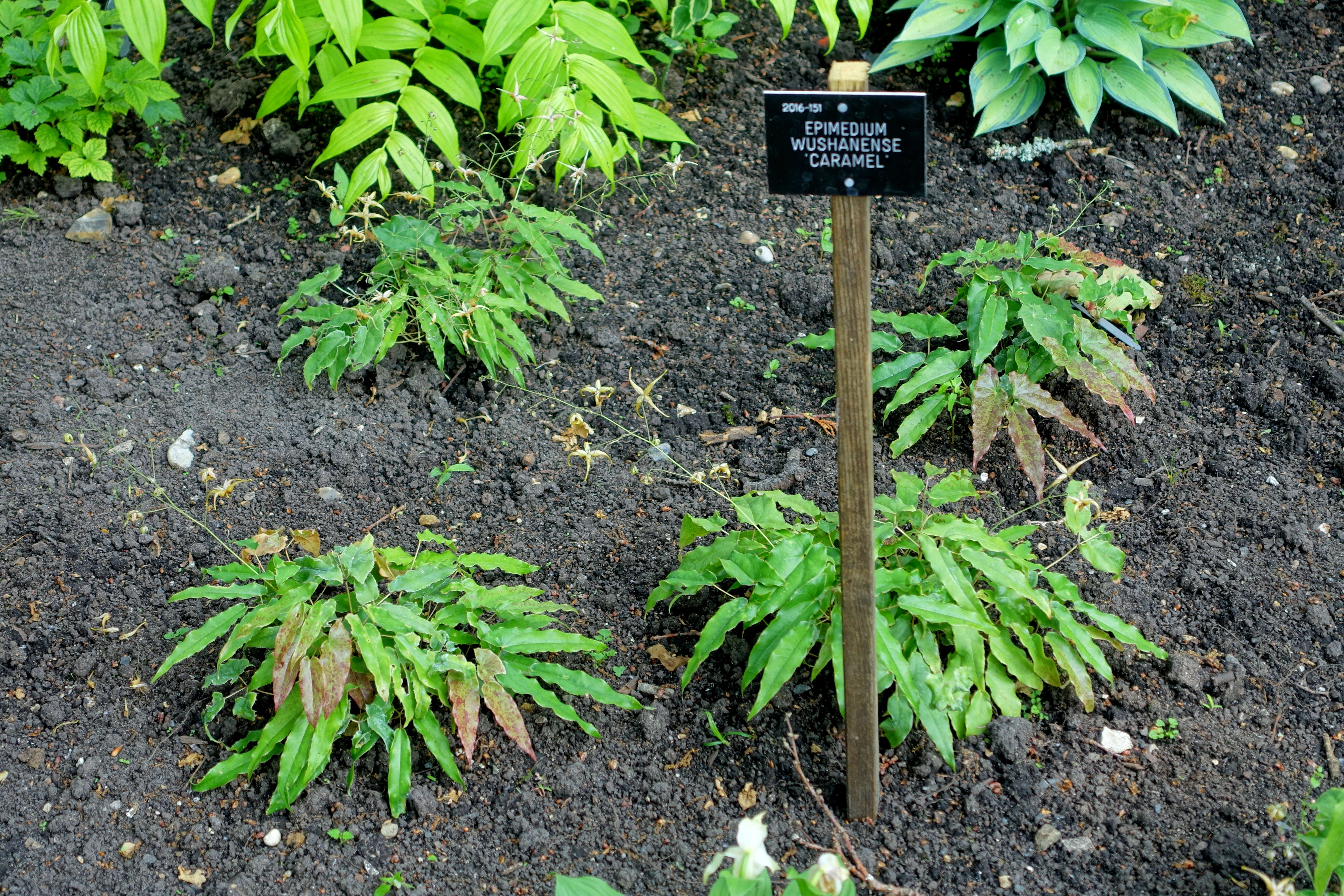 Image of Epimedium wushanense T. S. Ying