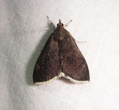 Image of White-fringed Pyrausta Moth