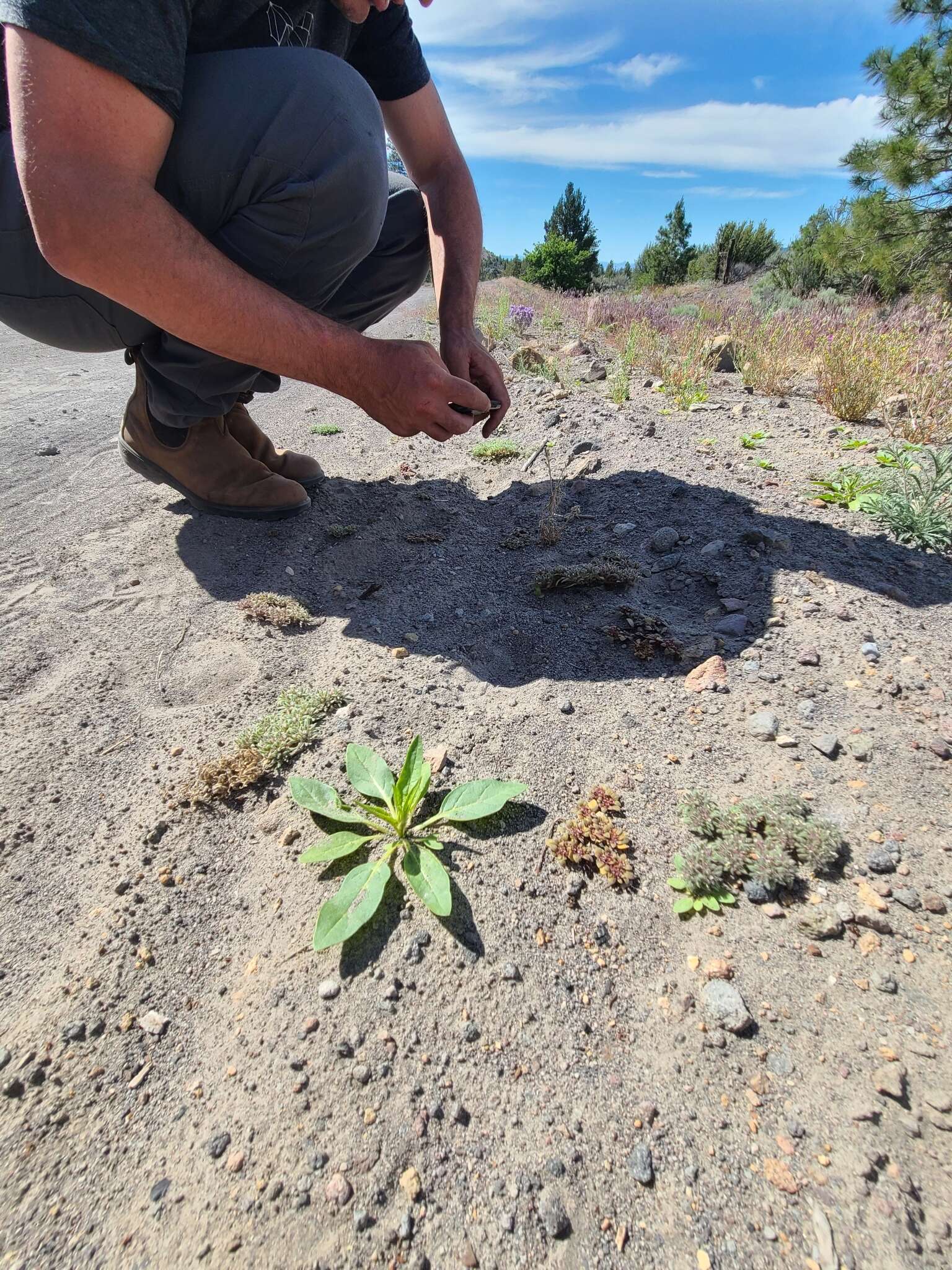 Image of Cooke's phacelia