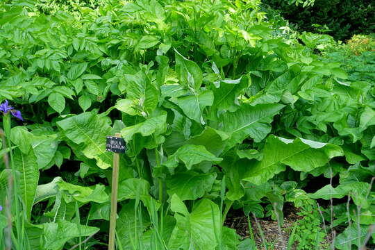 Image of Elecampane