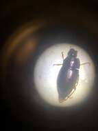 Image of Ground beetle