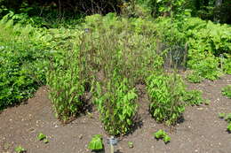 Image of gooseneck yellow loosestrife