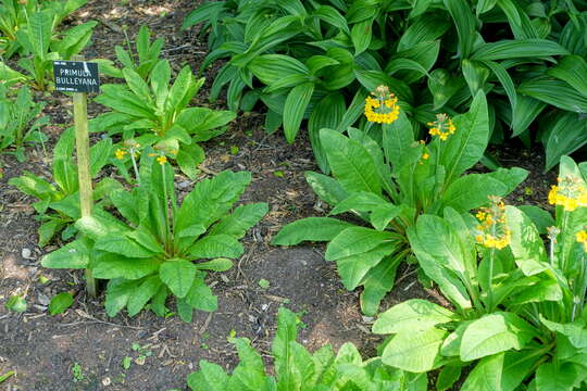 Imagem de Primula bulleyana Forrest