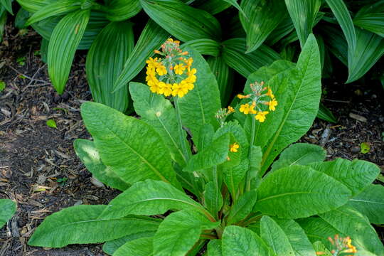 Imagem de Primula bulleyana Forrest