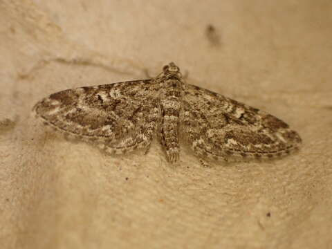 صورة Eupithecia nanata