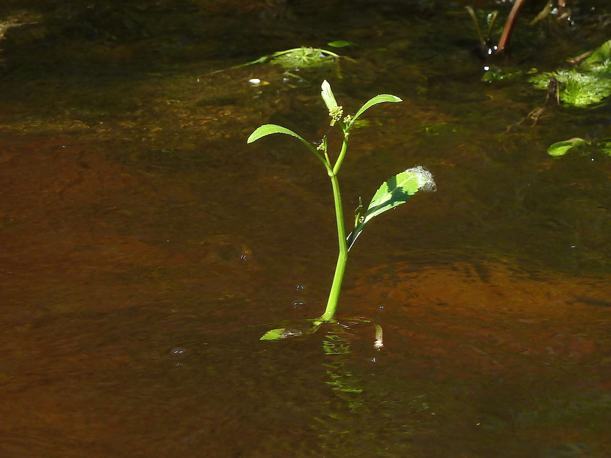 Image of Great Yellow-cress