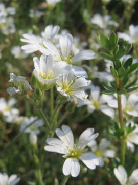 Image of field chickweed