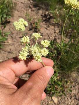 Image of parsnipflower buckwheat