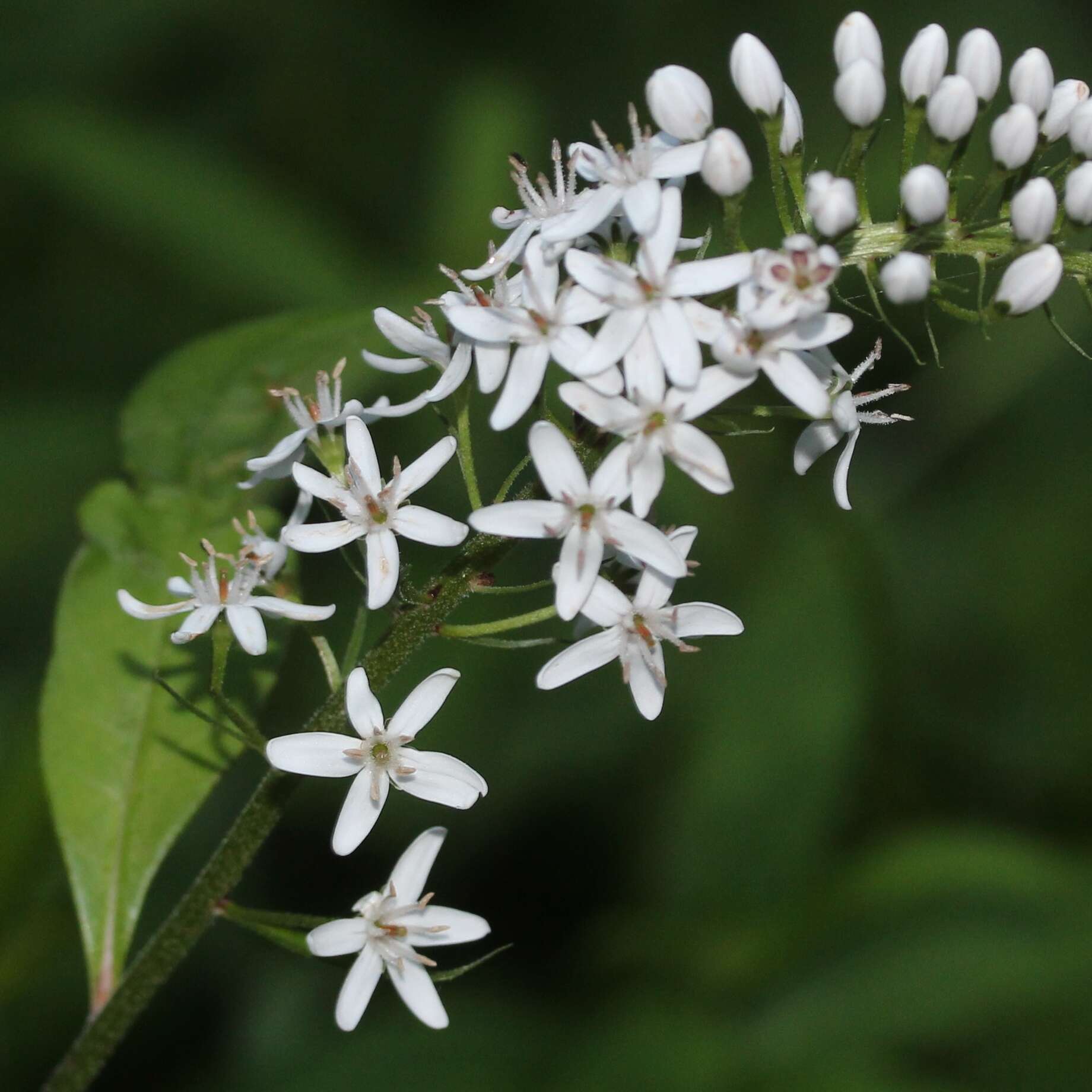 Image of gooseneck yellow loosestrife