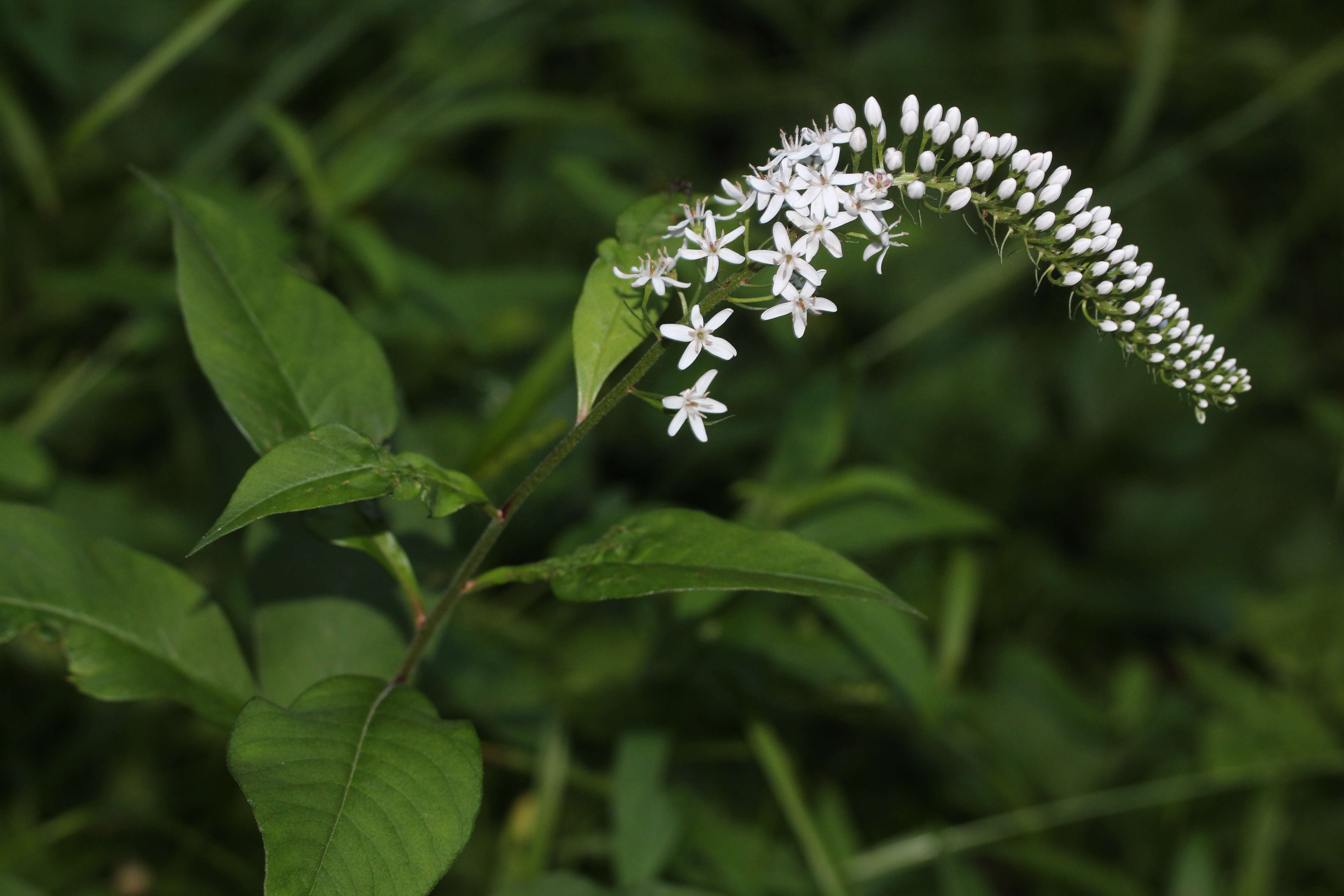 Image of gooseneck yellow loosestrife