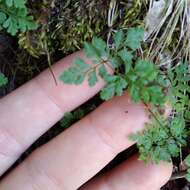 Gastoniella chaerophylla (Desv.) Li Bing Zhang & Liang Zhang的圖片