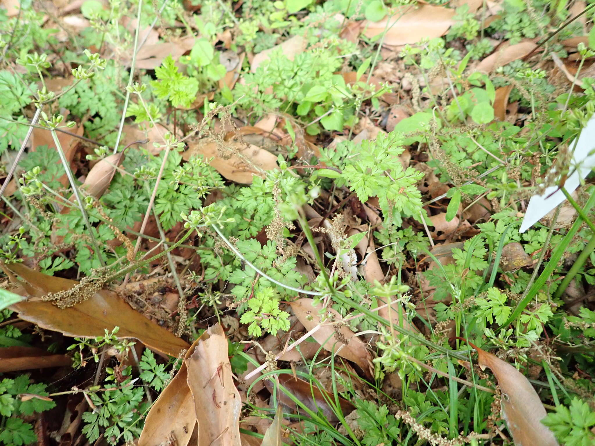 Aegopodium decumbens (Thunb. ex Murray) Pimenov & Zakharova的圖片