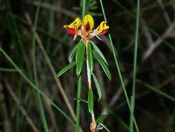 Слика од Pultenaea myrtoides Benth.