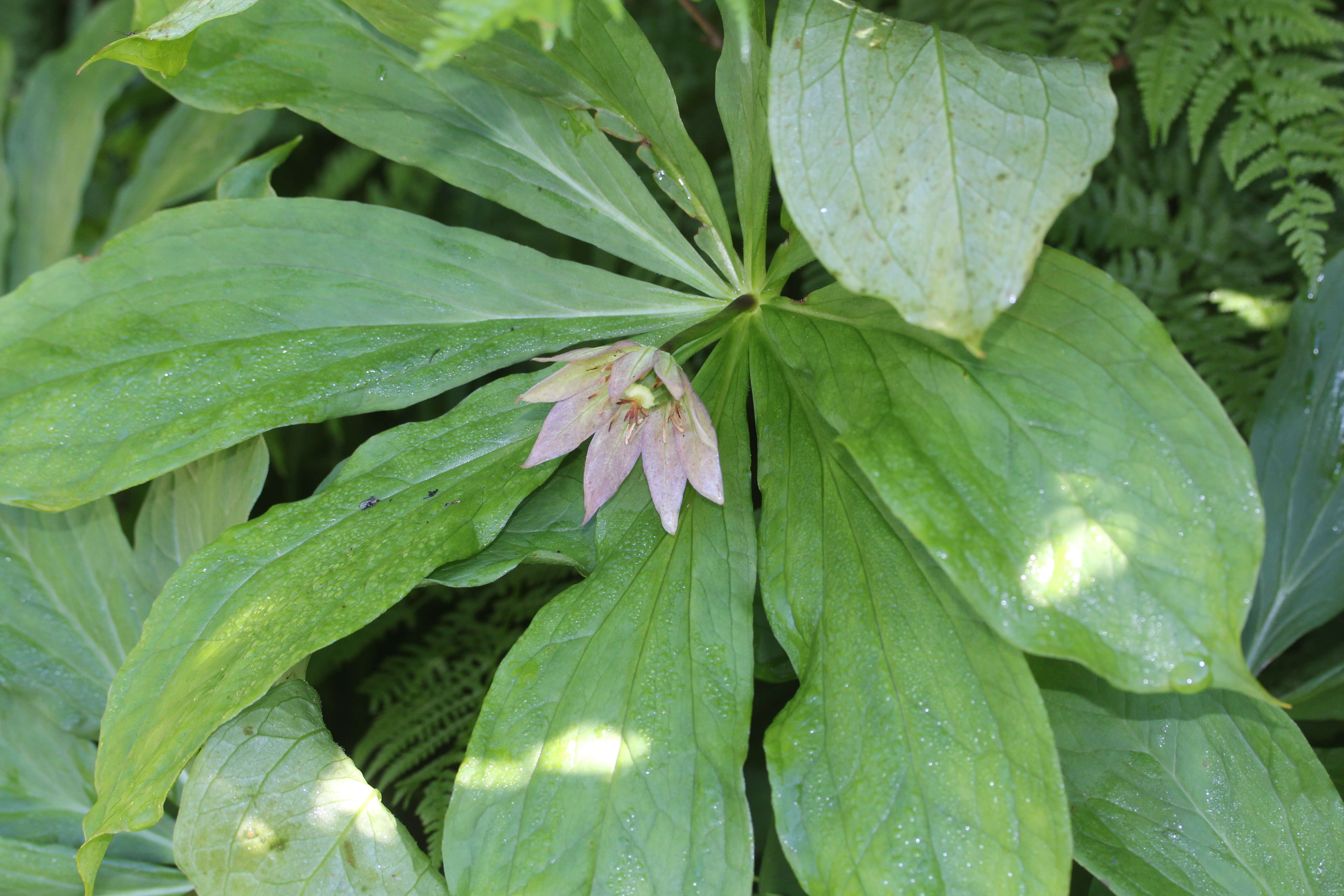 Image of Paris japonica (Franch. & Sav.) Franch.