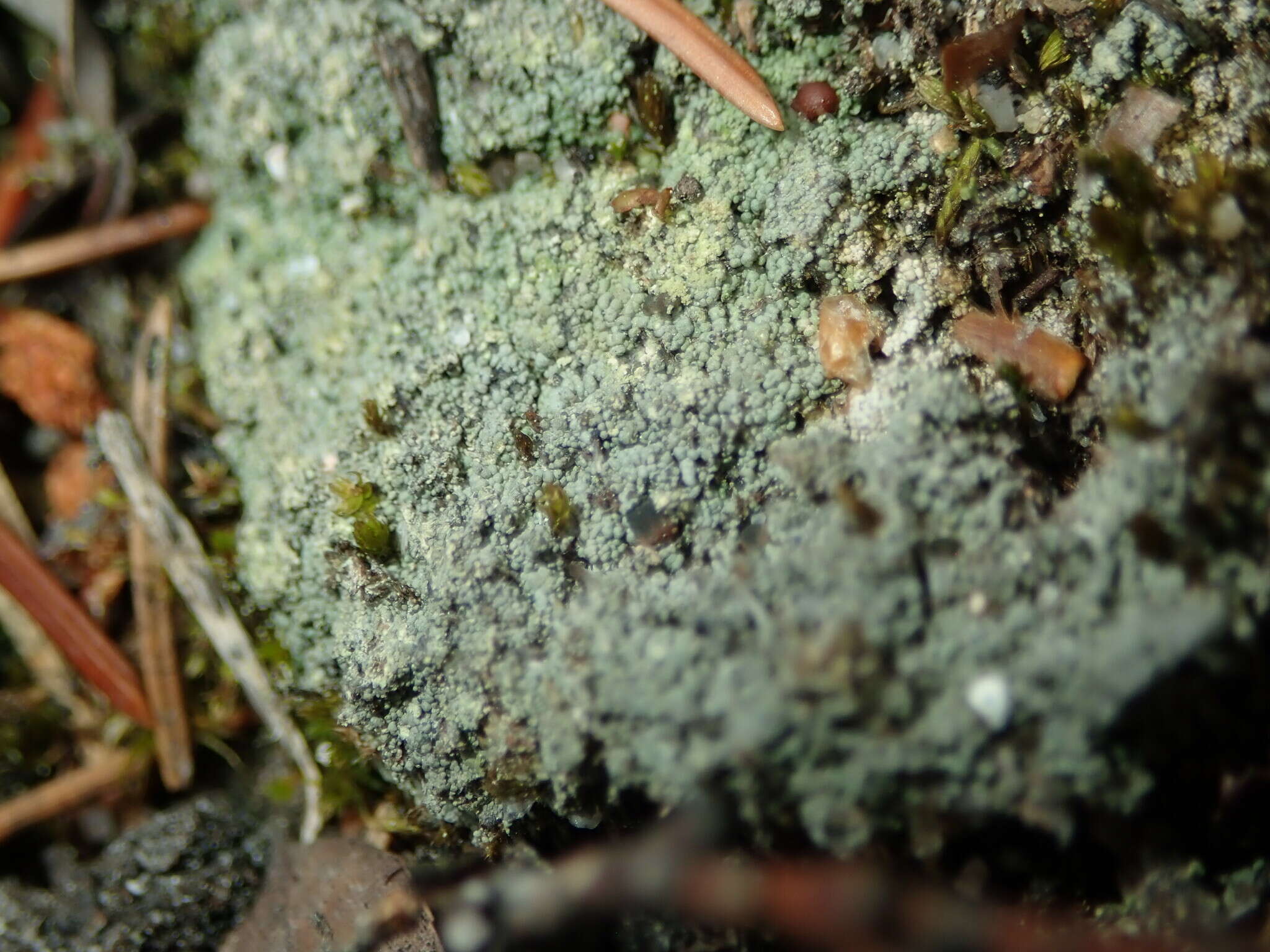 Image of granular trapeliopsis lichen