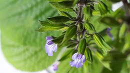 Imagem de Salvia tiliifolia Vahl