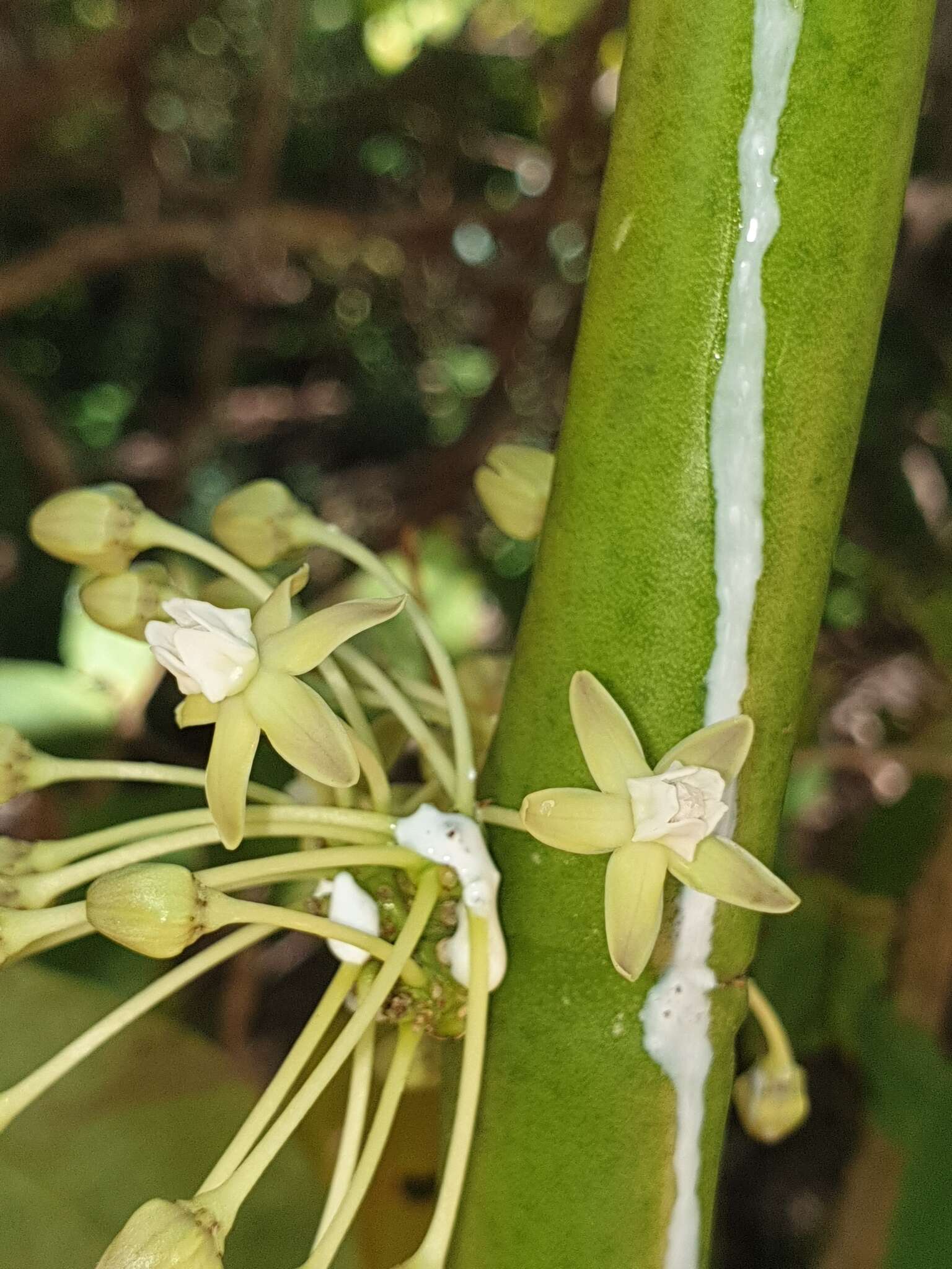 Image of Cynanchum floriferum Liede & Meve