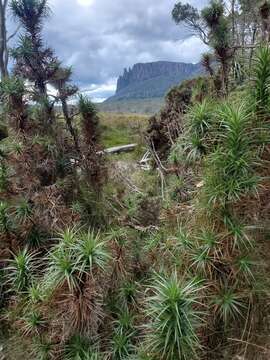 Image of Richea curtisiae A. M. Gray