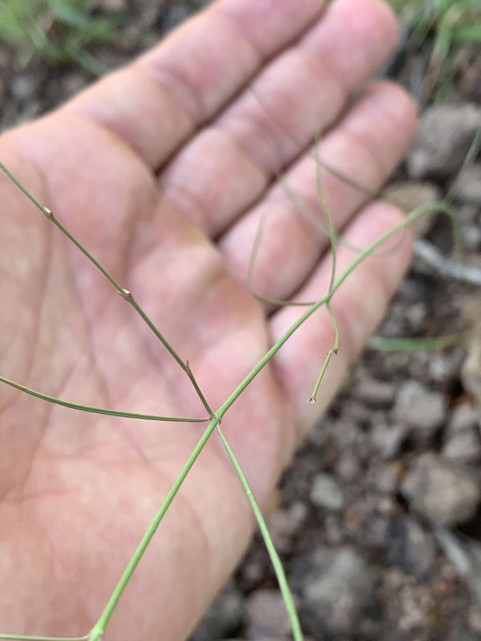 Image of Ceropegia filifolia (Schltr.) Bruyns