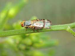 Image of Sphenella ruficeps (Macquart 1851)