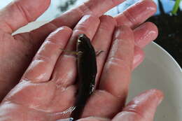 Image of Striped gudgeon