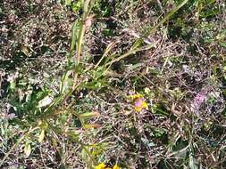 Image of longdisk sneezeweed