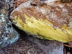 Image of Sulphur dust lichen