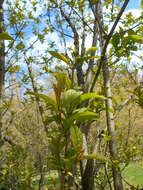 Image de Syringa villosa Vahl