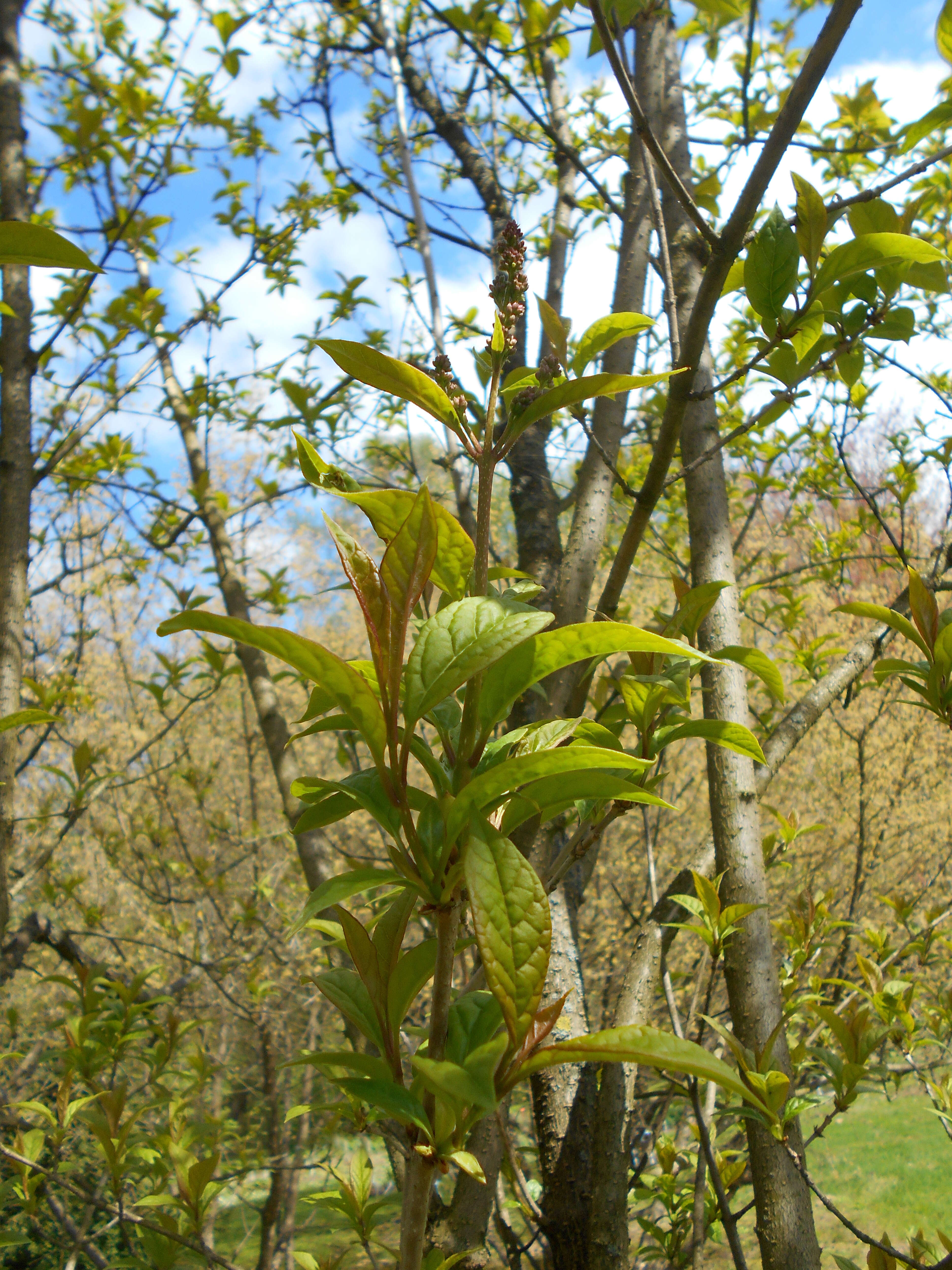 Image de Syringa villosa Vahl