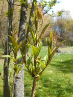 Image de Syringa villosa Vahl