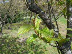 Image de Syringa villosa Vahl