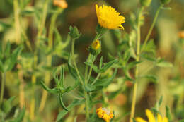 Image of lemonyellow false goldenaster