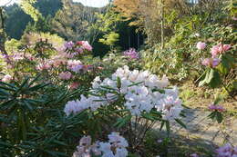 Imagem de Rhododendron degronianum Carr.