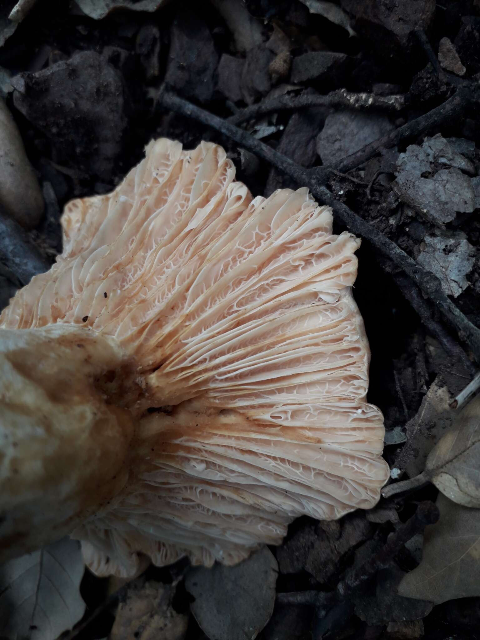 صورة Lactarius acerrimus Britzelm. 1893