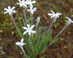 Image of Tribonanthes longipetala Lindl.