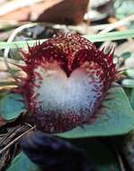 Image of Bristly helmet orchid