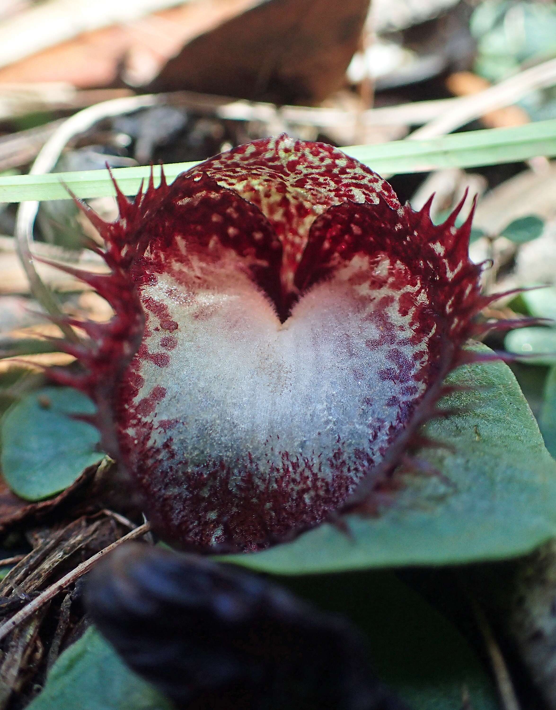 Image of Bristly helmet orchid