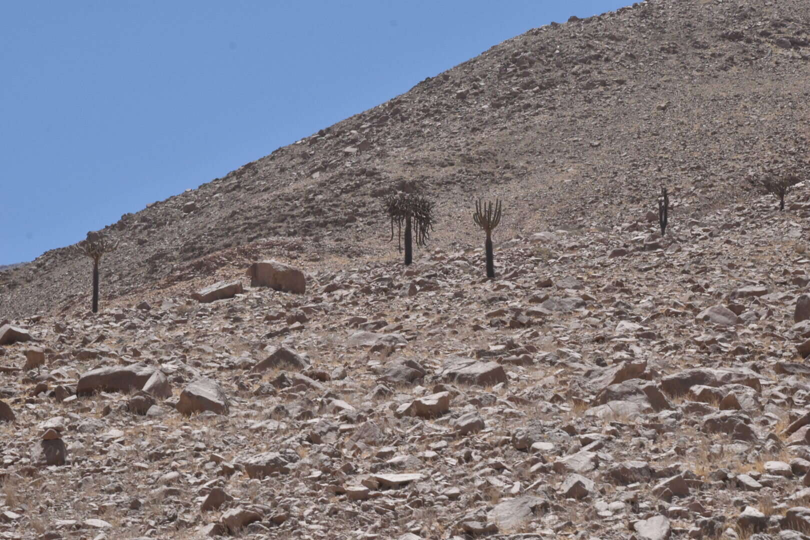 Image of Browningia candelaris (Meyen) Britton & Rose