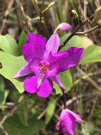 Image of Bletia catenulata Ruiz & Pav.