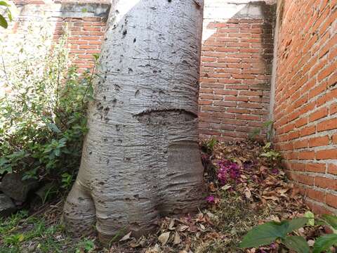 Image of Jacaratia mexicana A. DC.