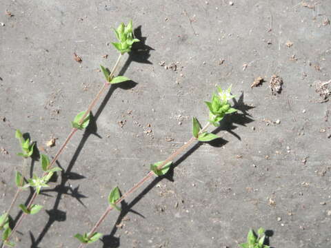 Image of Thyme-leaved Sandwort