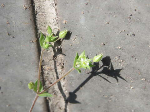 Image of Thyme-leaved Sandwort