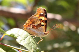 Imagem de Thaleropis ionia Fischer von Waldheim & Eversmann 1851